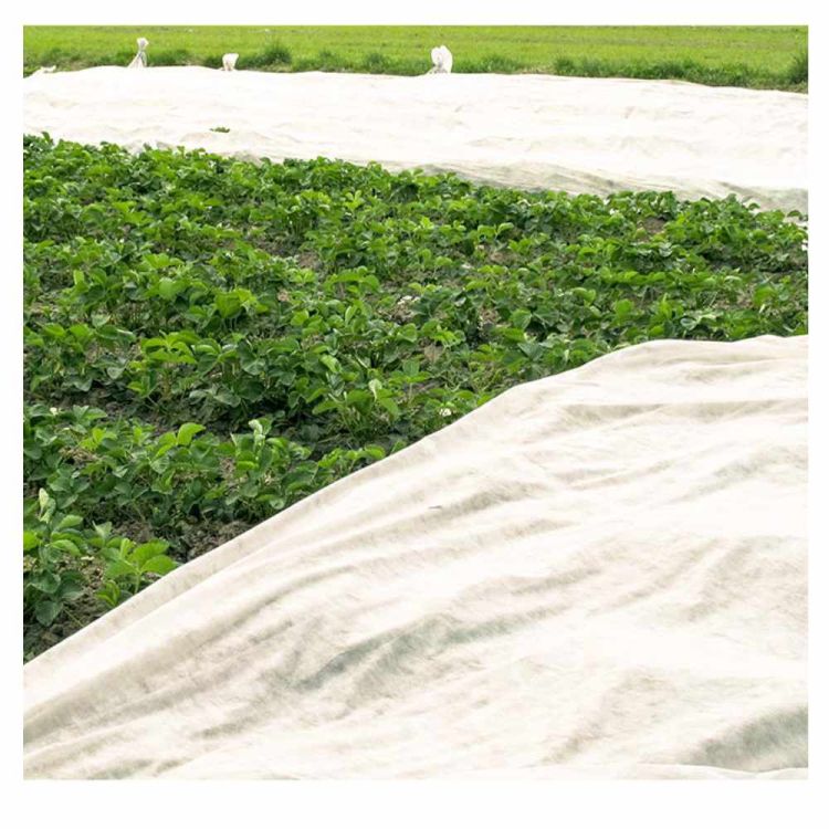 Agrowłóknina biała Planta P19 1,6x5m okryciowa wiosenna przeciw przymrozkom UV