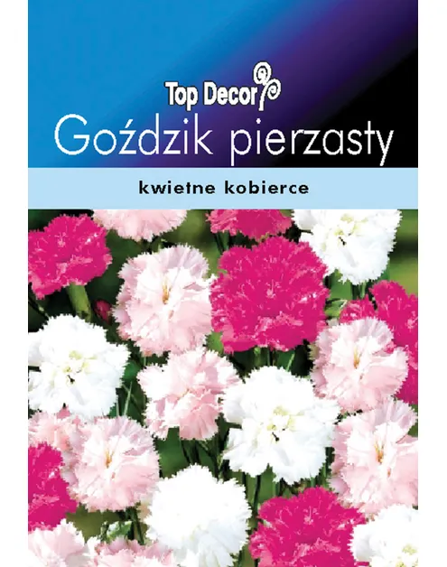 Gożdzik Pierzasty Spring Beauty – zdjęcie 1