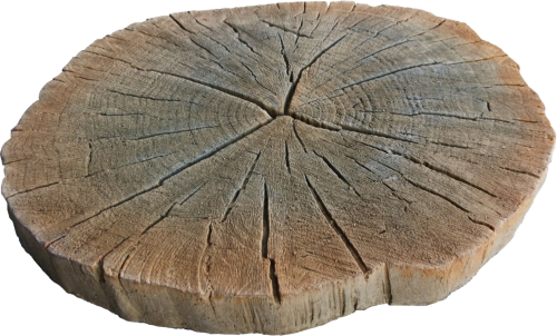 Deptak trawnik pniaczek kasztanowy – zdjęcie 1